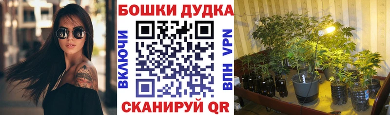 Каннабис Amnesia  что такое наркотик  Кашин 